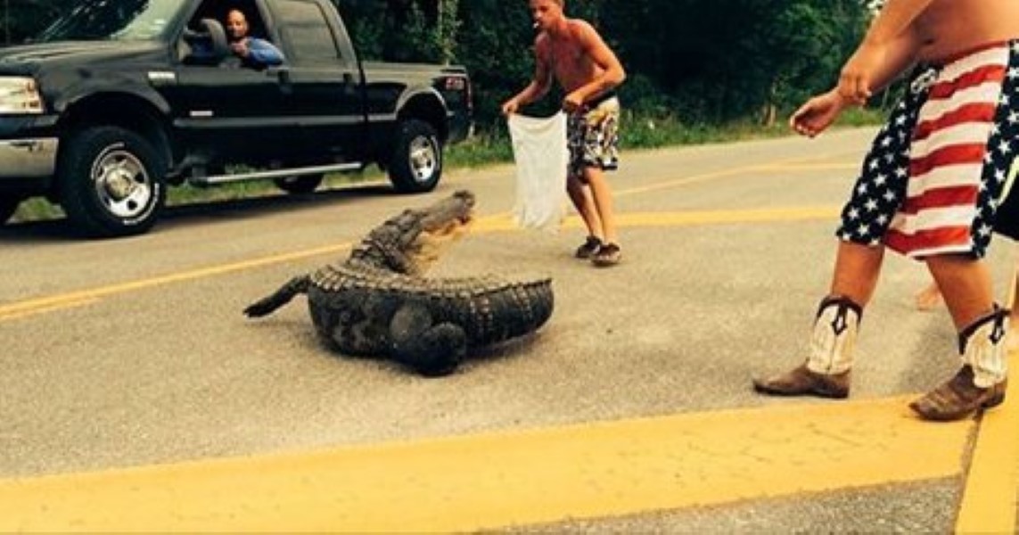 Alligator Bites Man In Shocking Attack Caught On Video Daily Digest