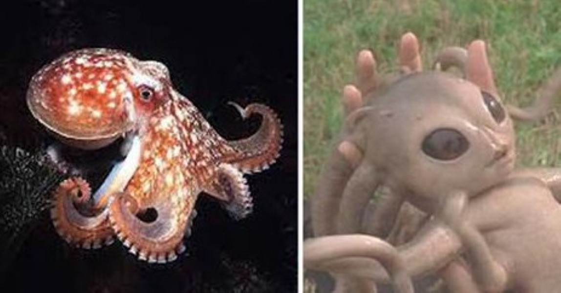 Octopus (2)