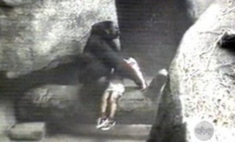 Brookfield Zoo Gorilla