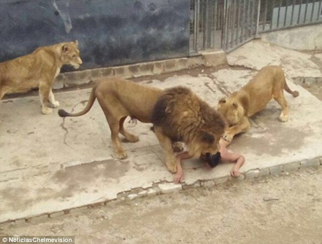 Lion suicide bid 1