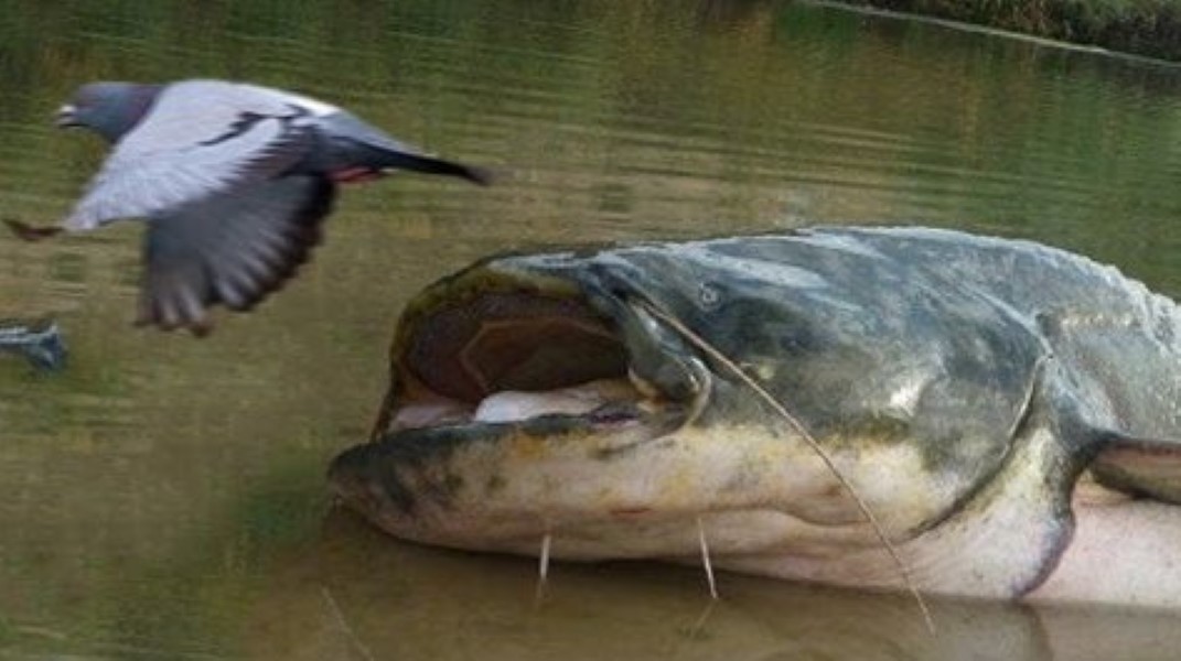 These Killer Catfish Hunt Birds... And On Land. This Is INSANE! Daily