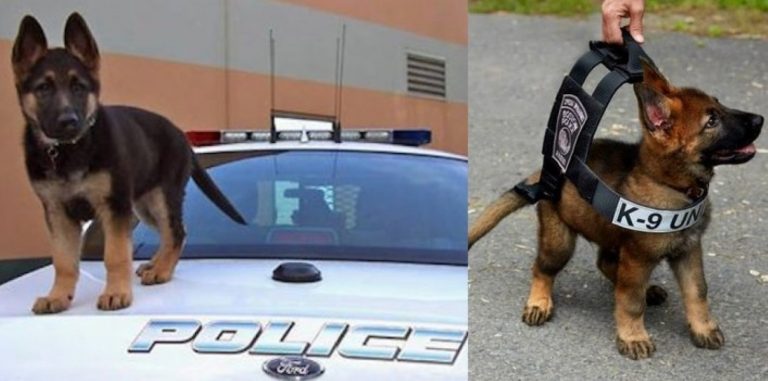 These K-9 Police Puppies Might Look Cute But They’re Coming To Arrest You!